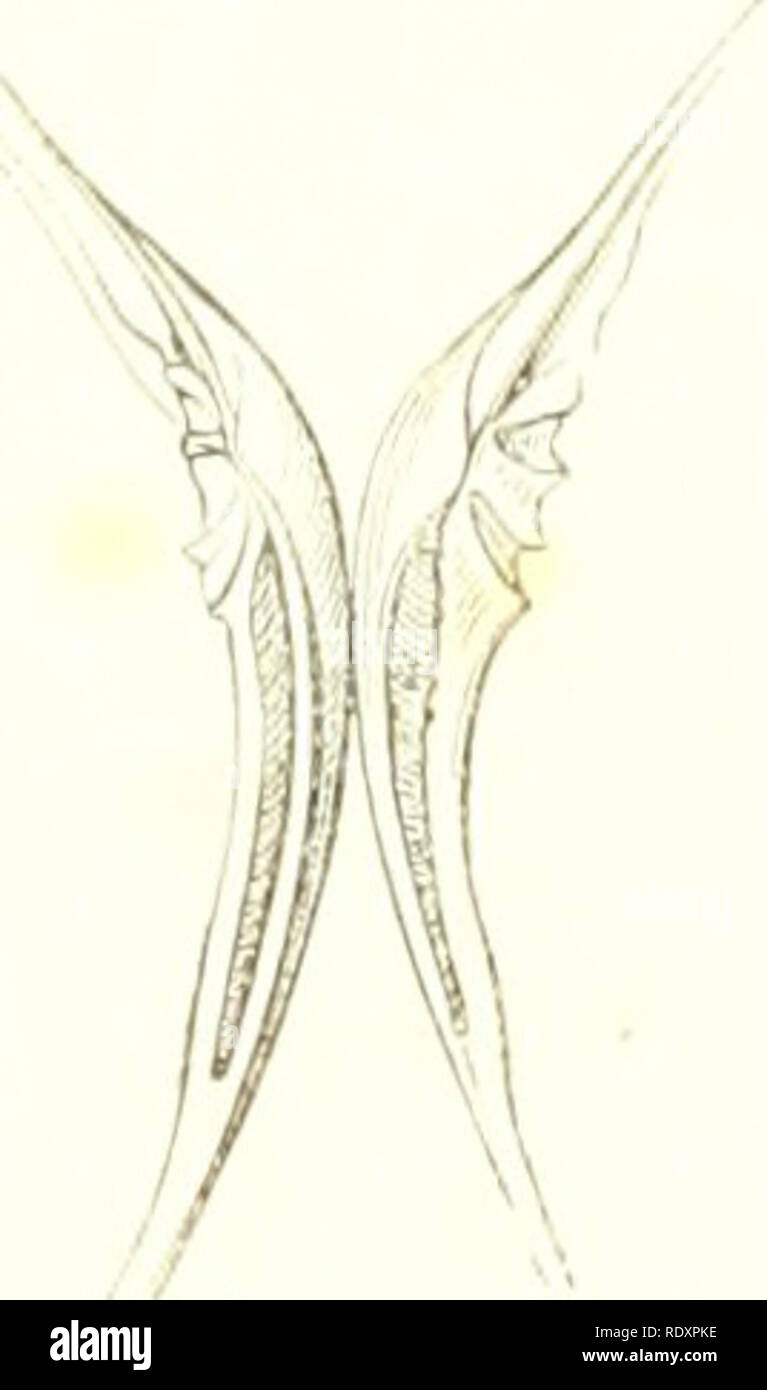 . EncyclopÃ©die d'histoire naturelle, ou, TraitÃ© complet de cette science d'aprÃ¨s les travaux des naturalists les plus Ã©minents de tous les pays et de toutes les Ã©poques : Buffon, Daubenton, LacÃ©pÃ¨de, G. Cuvier, F. Cuvier, Geoffroy Saint-Hilaire, Latreille, De Jussieu, Brongniart, etc., etc. : ouvrage rÃ©sumant les observations des auteurs anciens et comprenant toutes les dÃ©couvertes modernes jusqu'Ã nos jours. Crustacea; Mollusks; Ctenophora; Cnidaria. 2-2'.&gt; lllST(l||;i'; NATlIIlKLLi;. Jaiis celui-ci (les diffcrences org:aii(]uos iiii|i(irUiiUe&gt; (|ui poiuronl sÃ¹paiiT divers j^r Stock Photo