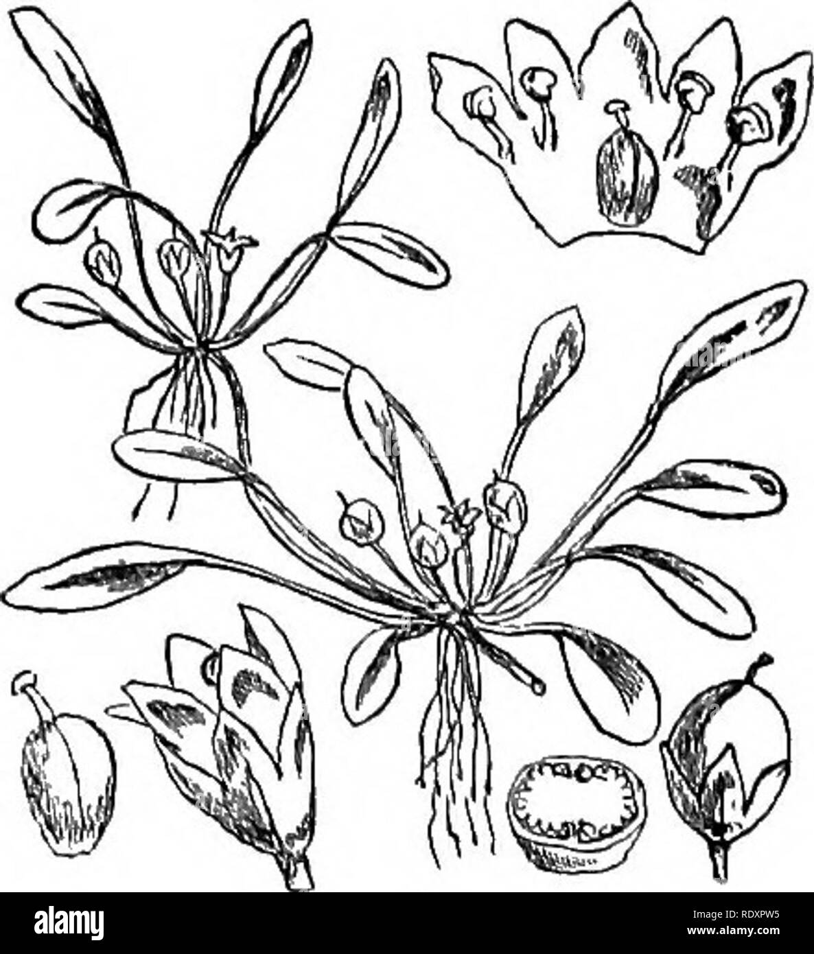 . Illustrations of the British flora: a series of wood engravings, with dissections, of British plants. Botany; Botany. 745, Sibthorpia europppa. 743. Minxilus liitens.. 744. Limosella aquatica... Please note that these images are extracted from scanned page images that may have been digitally enhanced for readability - coloration and appearance of these illustrations may not perfectly resemble the original work.. Fitch, W. H. (Walter Hood), 1817-1892; Smith, Worthington George, 1835-1917; Bentham, George, 1800-1884. Handbook of the British flora. London, L. Reeve &amp; Co. Stock Photo
