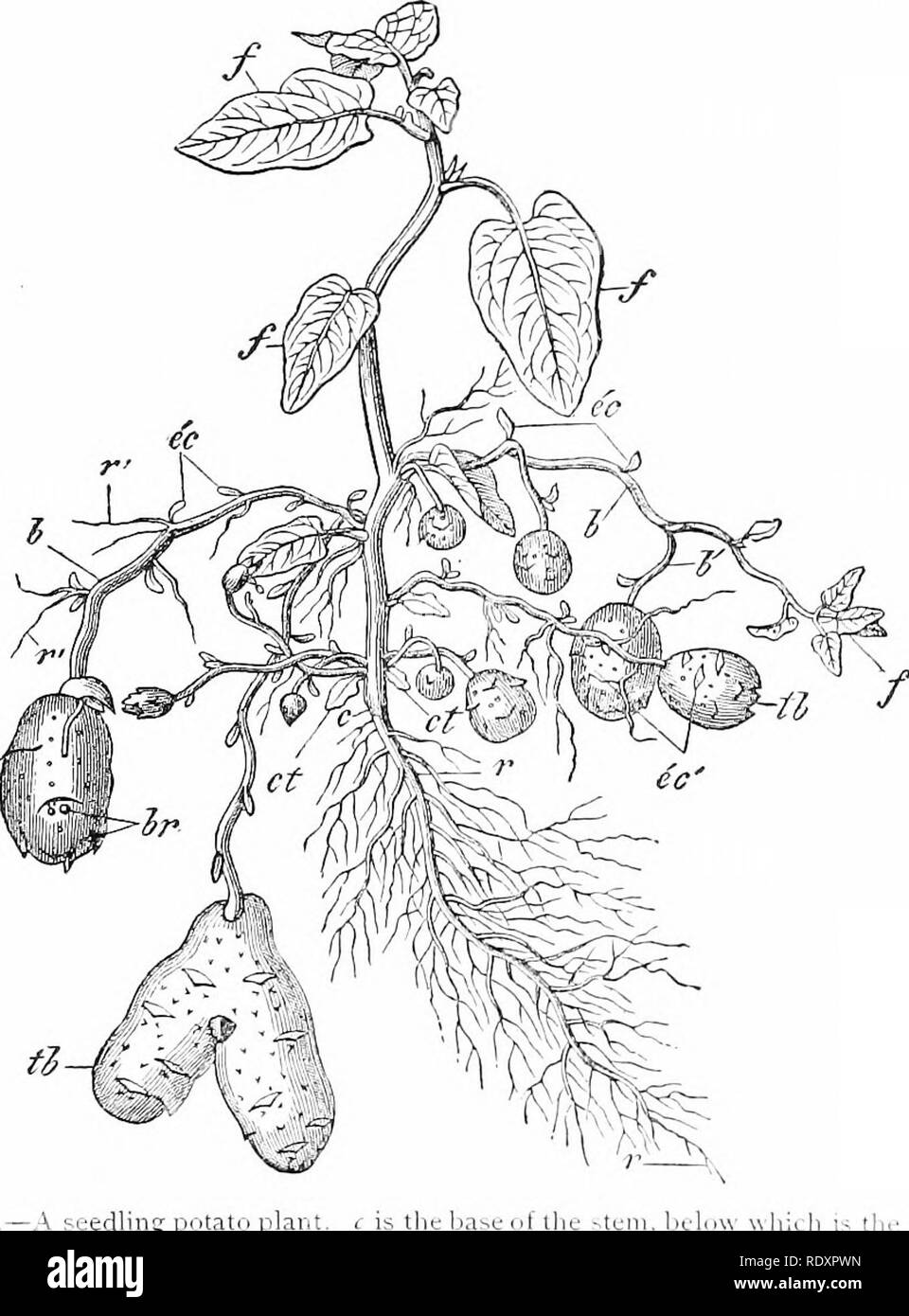 Plant Life Considered With Special References To Form And Function Plant Physiology 266 Plant Life The Main Axis Perishes At The End Of The Growing Season Fig 299 367 D Cuttings