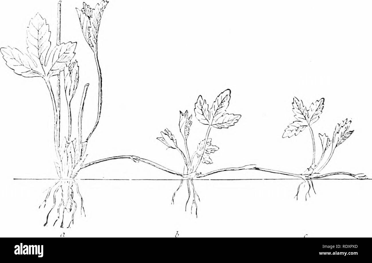 . Plant life, considered with special references to form and function. Plant physiology. parts of the bud are often distorted by the enlargement of the tissues to contain the food. The fleshy buds which readily separate from the axils of the leaves of some garden lilies (fig. 294), and those which replace tlie floers in some cultivated onions, are well known. (Compare also fig. 106.) 365. {h) Hibernacula.—Some- what similar but more highly de- FiG. 296,--.4 plant of stonecrop {Scdu-ni dasyphylluvi). Offsets are produced near the base nn short branches o, o ; at the tip of longer branches, o' Stock Photo