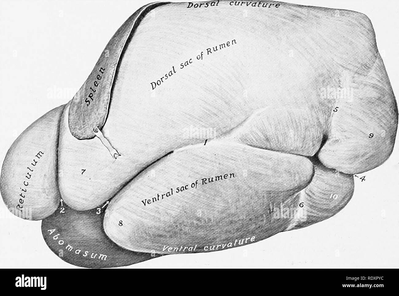 Ox Liver High Resolution Stock Photography And Images Alamy