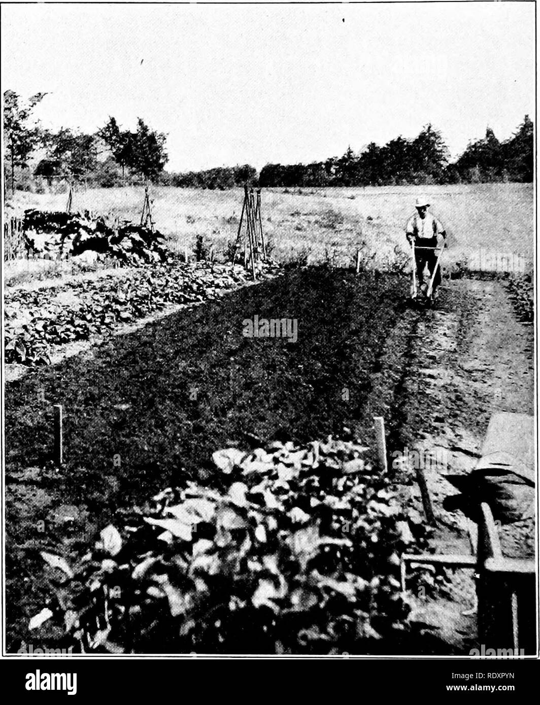 . The beginner's garden book; a textbook for the upper grammar grades. Gardening. 260 THE BEGINNER'S GARDEN BOOK. Fig. 143. — Wheel-hoe leveling the soil which it has just plowed. the only thing to do is to disregard the present crop, and to kill every root that sprouts. Take a trowel, and on your hands and knees dig out every one. It is tiresome work, but it pays. Three times thus I went over a potato patch. Please note that these images are extracted from scanned page images that may have been digitally enhanced for readability - coloration and appearance of these illustrations may not perfe Stock Photo