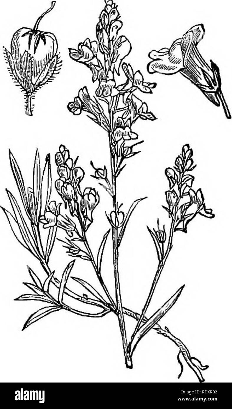 . Illustrations of the British flora: a series of wood engravings, with dissections, of British plants. Botany; Botany. 731. Linaria vulgaris.. 732. Linaria repens.. Please note that these images are extracted from scanned page images that may have been digitally enhanced for readability - coloration and appearance of these illustrations may not perfectly resemble the original work.. Fitch, W. H. (Walter Hood), 1817-1892; Smith, Worthington George, 1835-1917; Bentham, George, 1800-1884. Handbook of the British flora. London, L. Reeve &amp; Co. Stock Photo