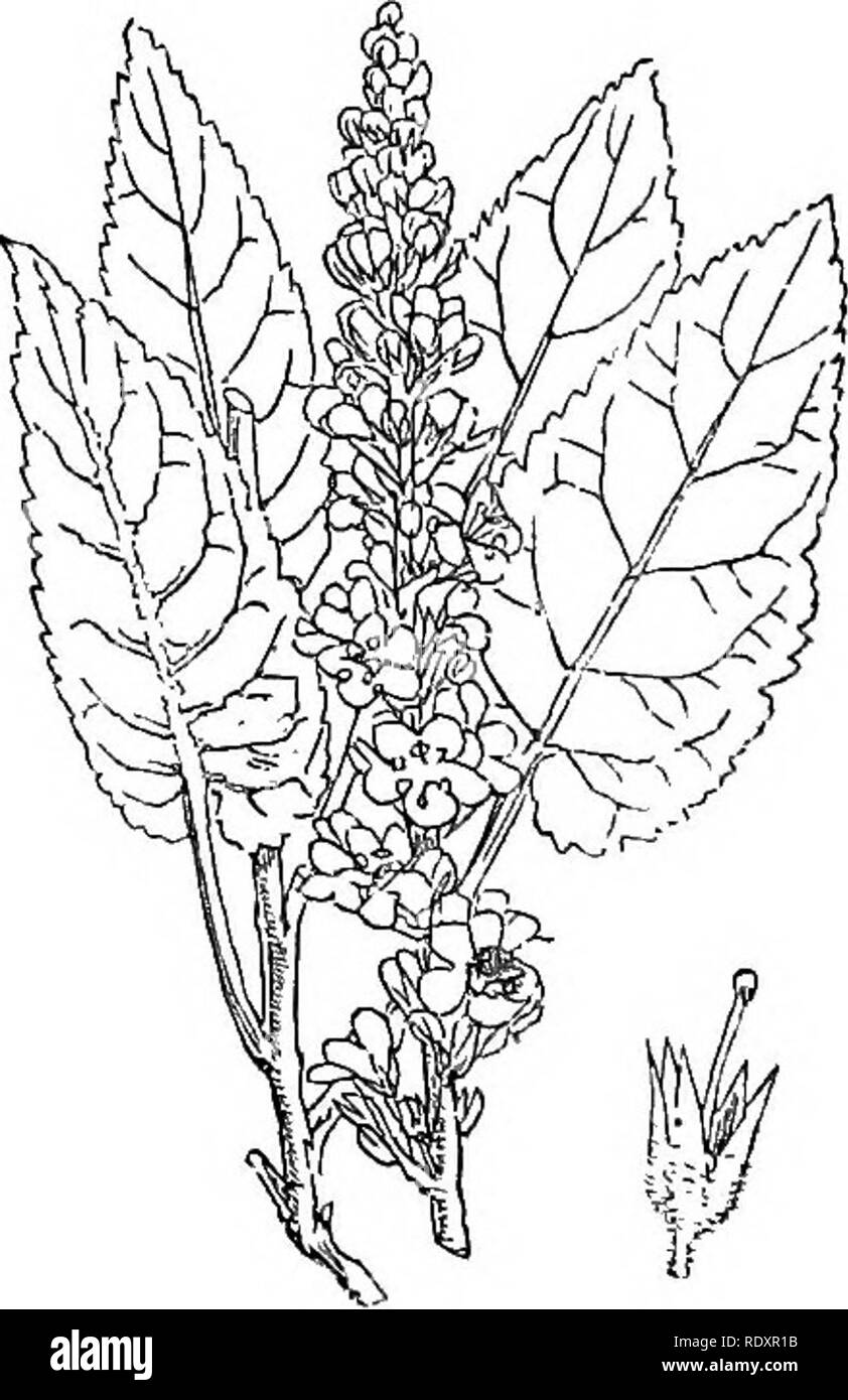 . Illustrations of the British flora: a series of wood engravings, with dissections, of British plants. Botany; Botany. 725. Verbascum virgatum. 726. Verbascum nigrum.. Please note that these images are extracted from scanned page images that may have been digitally enhanced for readability - coloration and appearance of these illustrations may not perfectly resemble the original work.. Fitch, W. H. (Walter Hood), 1817-1892; Smith, Worthington George, 1835-1917; Bentham, George, 1800-1884. Handbook of the British flora. London, L. Reeve &amp; Co. Stock Photo