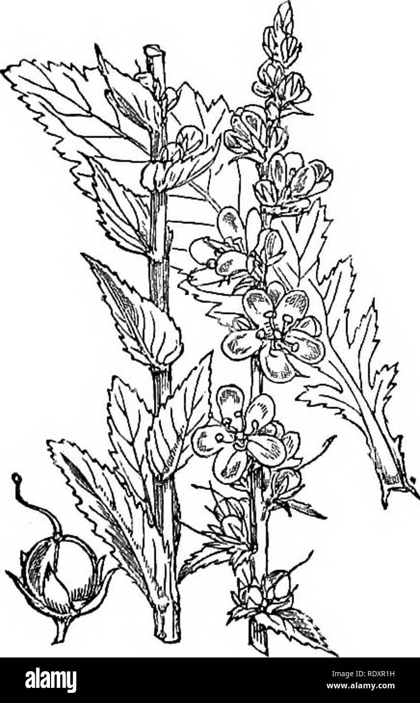 . Illustrations of the British flora: a series of wood engravings, with dissections, of British plants. Botany; Botany. 724. Verbascum blattaria. 723. Verbascum thapsus.. Please note that these images are extracted from scanned page images that may have been digitally enhanced for readability - coloration and appearance of these illustrations may not perfectly resemble the original work.. Fitch, W. H. (Walter Hood), 1817-1892; Smith, Worthington George, 1835-1917; Bentham, George, 1800-1884. Handbook of the British flora. London, L. Reeve &amp; Co. Stock Photo