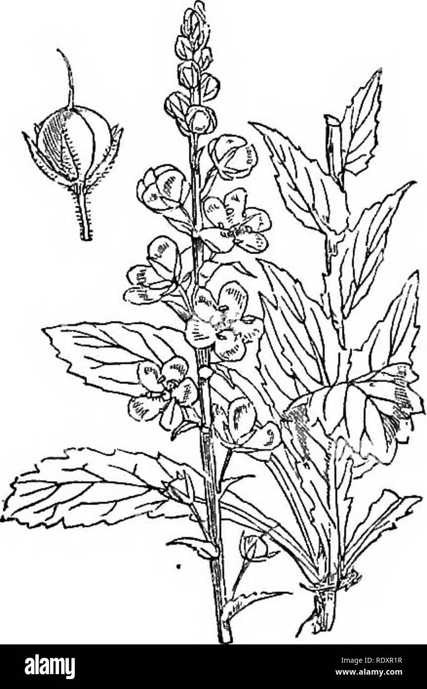 . Illustrations of the British flora: a series of wood engravings, with dissections, of British plants. Botany; Botany. 724. Verbascum blattaria. 723. Verbascum thapsus.. Please note that these images are extracted from scanned page images that may have been digitally enhanced for readability - coloration and appearance of these illustrations may not perfectly resemble the original work.. Fitch, W. H. (Walter Hood), 1817-1892; Smith, Worthington George, 1835-1917; Bentham, George, 1800-1884. Handbook of the British flora. London, L. Reeve &amp; Co. Stock Photo
