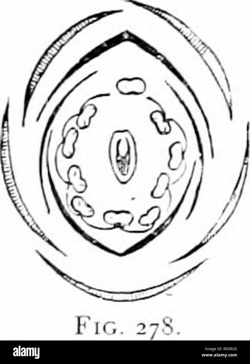 . Plant life, considered with special references to form and function. Plant physiology. KiG. 277. Fig. 277.—An unopened flower of the .sweet pea, halved; showing bilateral symmetry (irre,gularityi. Slightly enlarged.—.-fter Bessey. Fig. 27S. —Diagram showing the arrangement of the parts of the flower of sweet pea. Outer circle, cah'x &gt; 5-lobedi ; second. 5 petals, the two lower united ; third, 10 stamens, 9 united by filaments, i separate ; center, one carpel. (Jnly one plane will di'ide this flower into halves.—After Bessey. 358. Pollination.—Since the megaspore is enclosed per- manentl Stock Photo