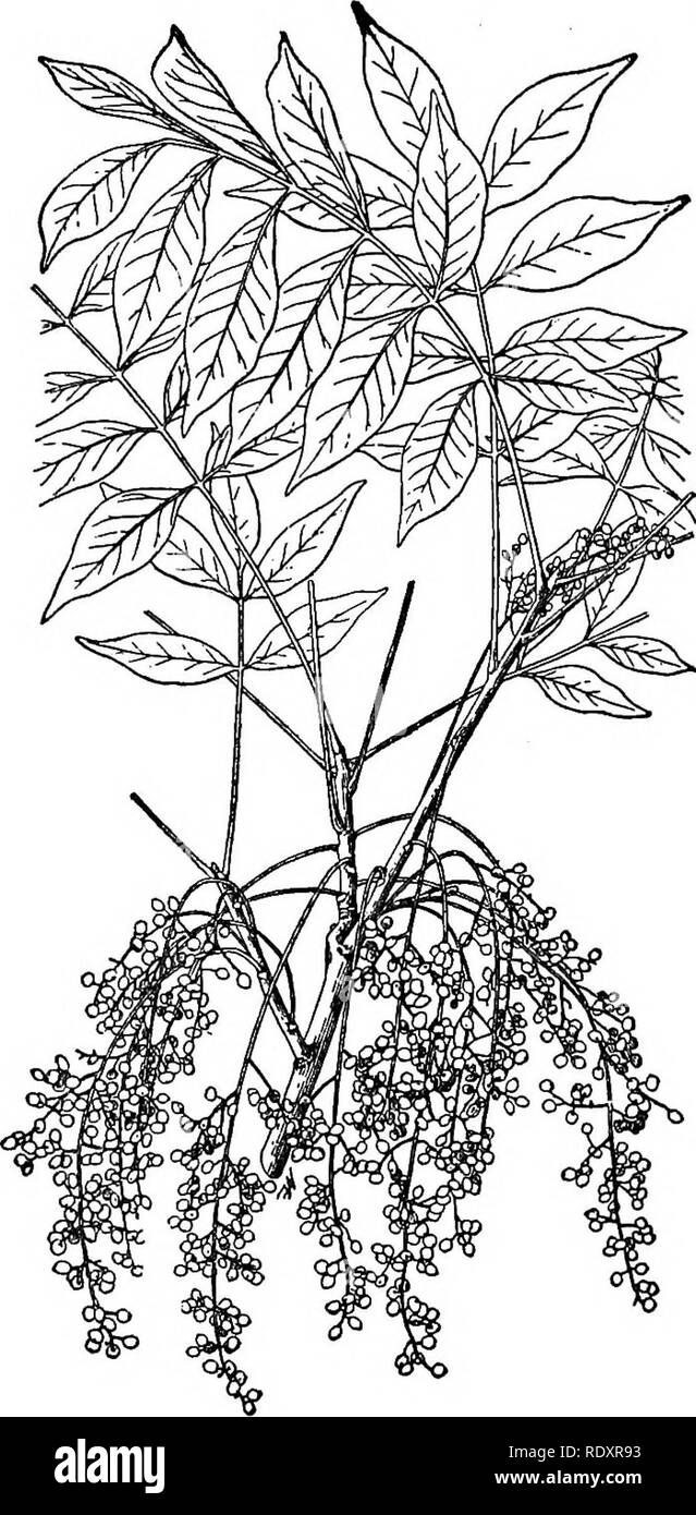 . A manual of poisonous plants, chiefly of eastern North America, with brief notes on economic and medicinal plants, and numerous illustrations. Poisonous plants. 610 MANUAL OF POISONOUS PLANTS. Fig. 343. Poison Sumac ^Khus Vernix), show- ing leaves, fruit and leaf-scars, one-fourth natural size. (Chesnut, U. S. Dept. Agr.) a sensation of irritation about the eyes and throat from the specimens of poison oak collected on the first named date, while working with the plants under an Argand gas burner, but nothing further was noticed. No unpleasant symptoms were observed from the poison oak {R. ve Stock Photo