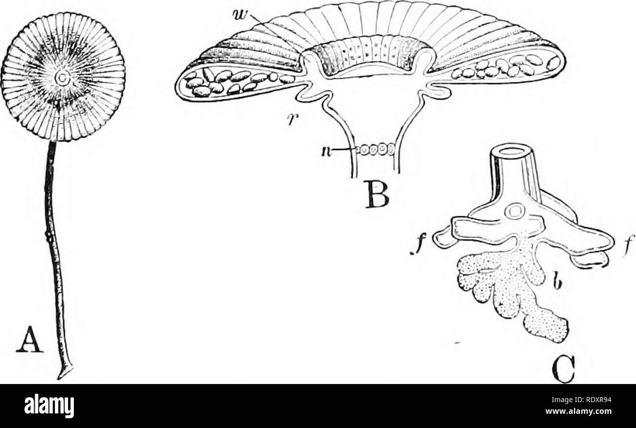 . Plant life, considered with special references to form and function. Plant physiology. Fig. 30.âOne ccenocyte from a branch of CladopJiora, slu^win^ fifteen nuclei, ch, chloroplasts ; h. pyrennids ; a^ starch-grains; ?;, nuclei Magnified 270 diam.â After StrasburKcr. Fig. 31 âPart of a pLint of Ccinlcr/'.i. See text, â &quot; 29. Two-thirds natural size. âAfter Sachs.. Fig. 32. â Acftabularia. A, an entire plant, natural size âAfter ^&quot;^l^L^nin. /â '. dia- grammatic limgitudina! section through the upper end of the stallc and the um- brella-Iikc circle of crowded branches which grow toy Stock Photo
