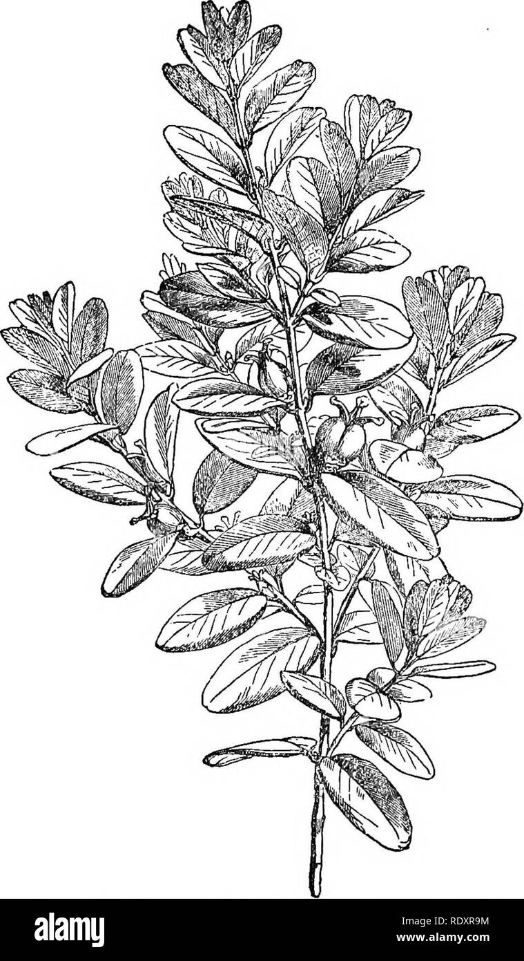 . A manual of poisonous plants, chiefly of eastern North America, with brief notes on economic and medicinal plants, and numerous illustrations. Poisonous plants. 606 MANUAL OF POISONOUS PLANTS spermum Halicacabum), a well known ornamental climber, but a weed in the South. A refreshing drink is made fom the seed of guarana (Paullinia Cupana) of South America; it contains caffein, saponin and an acrid green fixed oil. The' fruit of Sapindus Saponaria contains a great deal of saponin and is used as a substitute for soap. The soapberry tree {Sapindus marginatus) is used as a shade tree in the Sou Stock Photo