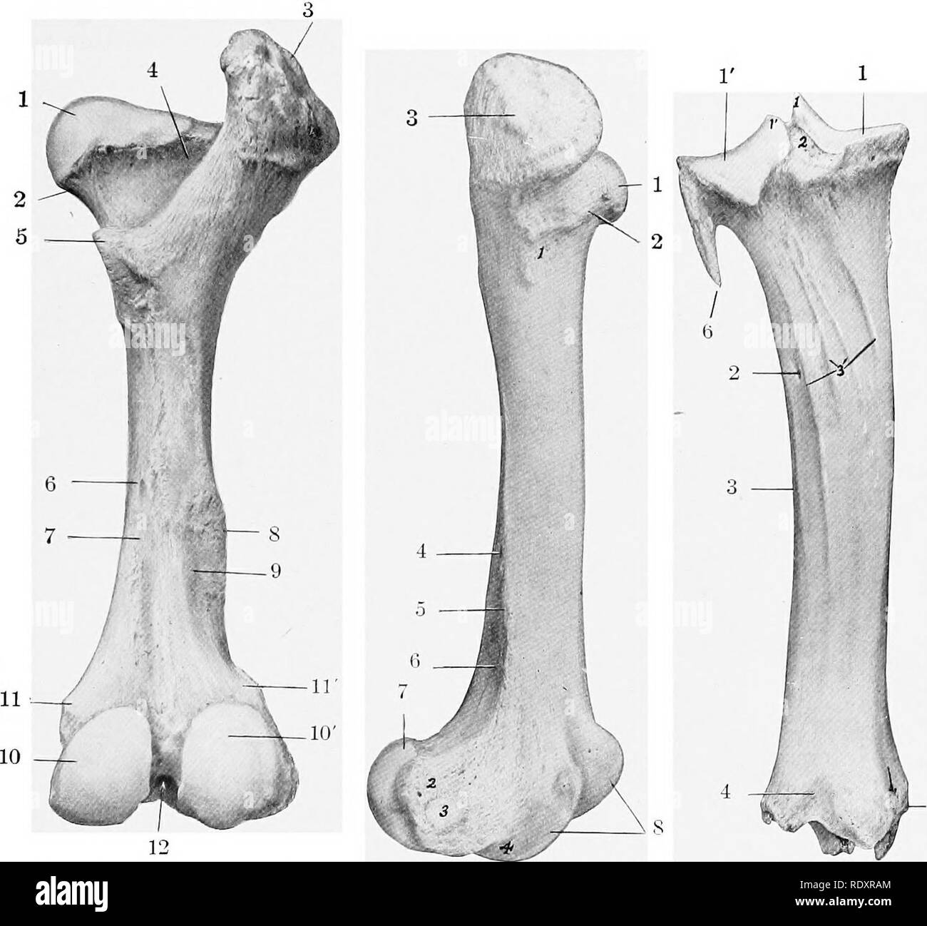 . The anatomy of the domestic animals . Veterinary anatomy. BONES OF THE PELVIC LIMB 153 Chanter major. The third trochanter is absent. The supracondyloid fossa is shallow. The proximal extremity is very wide. The head is smaller than in the horse, and the articular surface extends considerably on the upper surface of the necK ifie fovea capitis is a small depression on the middle of the head for the attachment of the round ligament. The neck is well defined except above The trochanter major is very massive and is undivided; its lateral surface is very rough. Fig. 155.—Right Femur of Ox; Poste Stock Photo