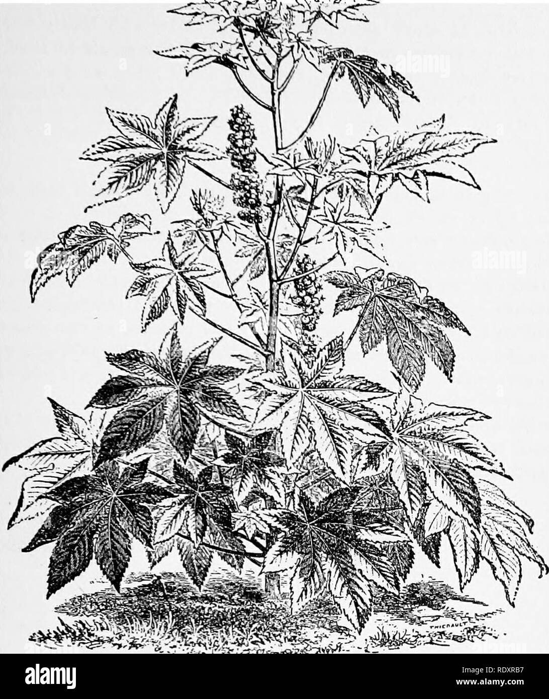 . A manual of poisonous plants, chiefly of eastern North America, with brief notes on economic and medicinal plants, and numerous illustrations. Poisonous plants. EUPHORBIACEAEâRICINUS 595. ^^â y:'i00M^0^' Fig. 330, Castor Oil Plant (Ricinus communis). Furnishes the well known castor oil of commerce. (After Faguet.) The symptoms of poisoning are vomiting, gastric pain, bloody diarrhoea and dullness of vision. Stillmarki states that the toxalbumin of castor oil bean, when injected into the circulation is more poisonous than strychnin, prussic acid, or arsenic. Quite recently Dr. W. N. Bispham ^ Stock Photo