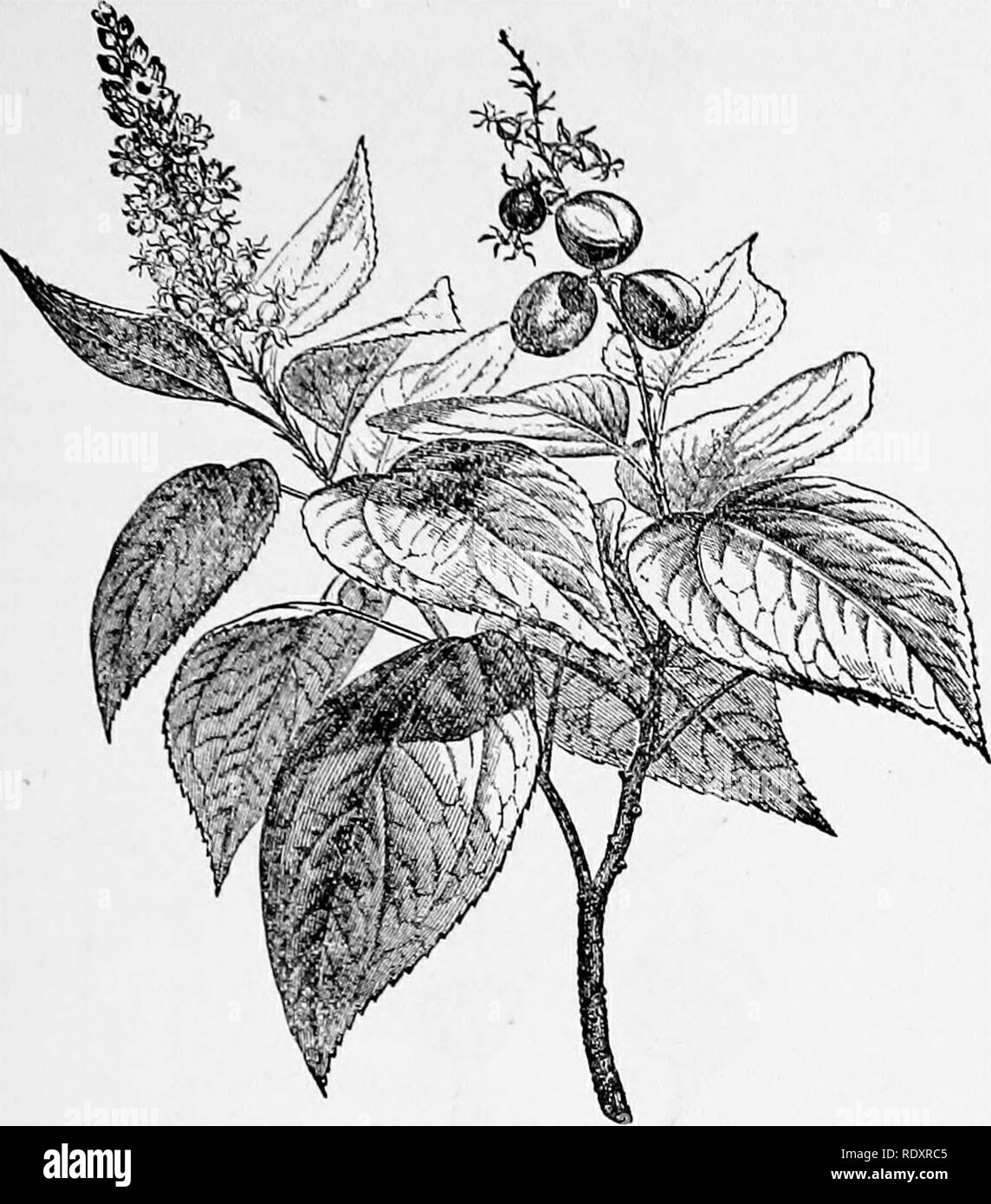 . A manual of poisonous plants, chiefly of eastern North America, with brief notes on economic and medicinal plants, and numerous illustrations. Poisonous plants. EUPHORBIACEAE 589. Fig. 326. Croton (Croton Tiglium). Flowering and fruiting branch. Tlie source of croton oil. (After Faguet.) glands and hairs covering the fruit of kamala (Mallotus philippinensis) a dye is made. The fruit is also used as a vermifuge; it contains rottlerin Cj^H^^Og and isorottlerin. Many species of the genus are regarded as poisonous. Maiden states that the B. Drummondii is poisonous to stock in New South Wales. It Stock Photo