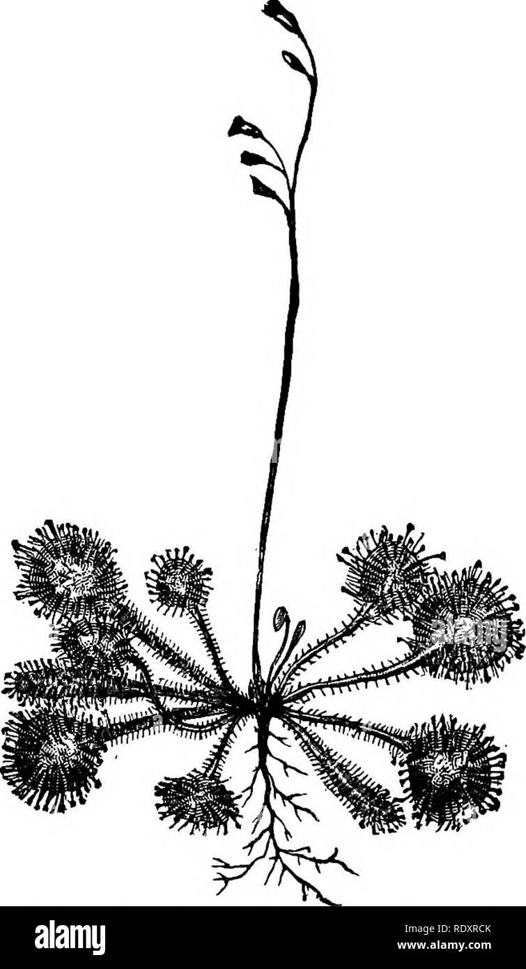 . The essentials of botany. Botany. ANTHOPHTTA. 281 rounding the flower-heads of some thistles. Whether the small insects thus caught are made use of by the plants in any way is as yet uncertain. 533. In the Sundews (Fig. 168), which are common little bog-plants, the leaves have many stalked glands which. FlQ. 168.—A Sundew-plant (Droaera). Natural size. secrete a sticky substance. These glands are sensitive, and when an insect comes in contact with one or more of them and is held fast the others slowly bend towards the insect, and the leaf itself rolls up, completely surrounding the. Please n Stock Photo