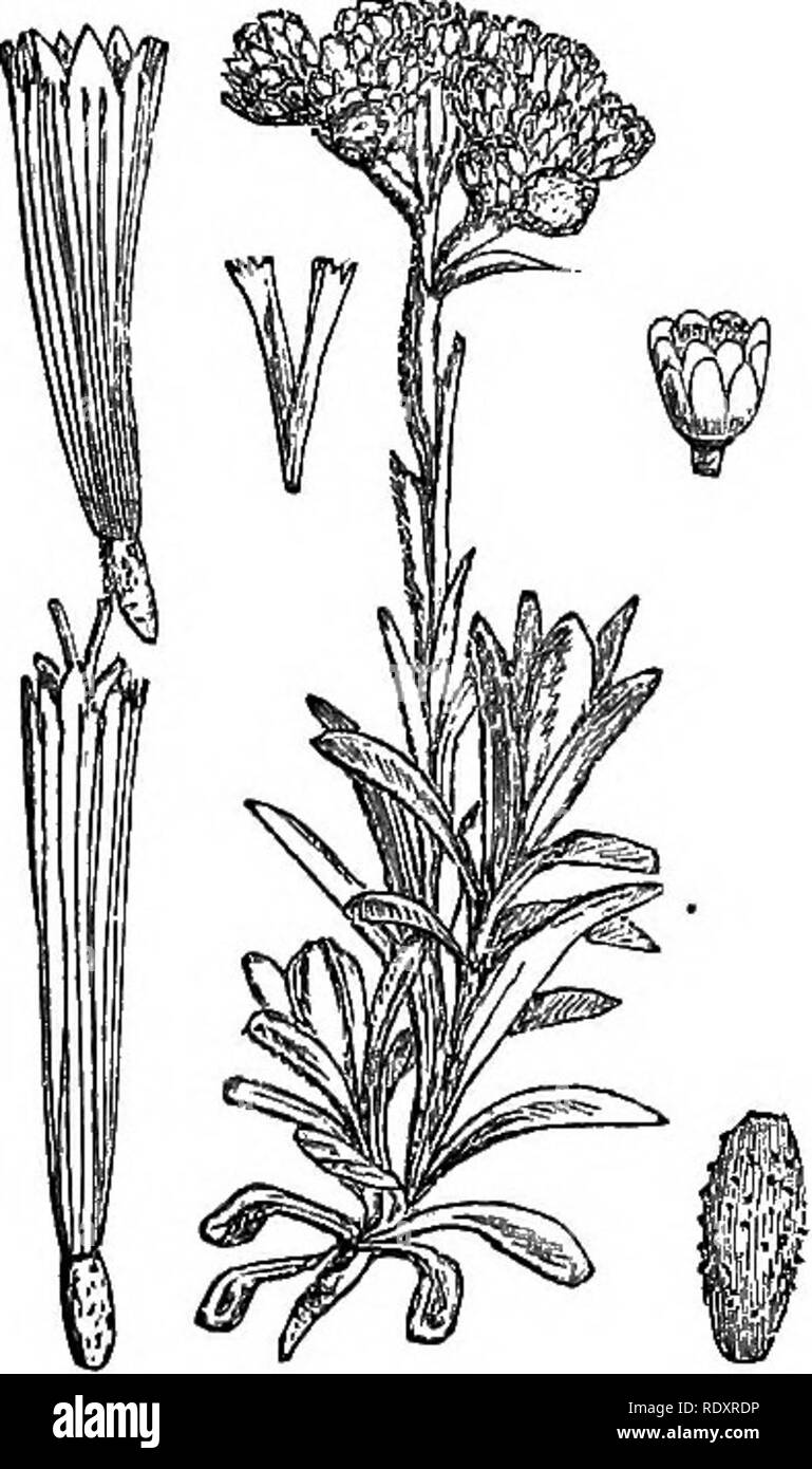 . Illustrations of the British flora: a series of wood engravings, with dissections, of British plants. Botany; Botany. 506. Gnaphalium sylvaticum.. Please note that these images are extracted from scanned page images that may have been digitally enhanced for readability - coloration and appearance of these illustrations may not perfectly resemble the original work.. Fitch, W. H. (Walter Hood), 1817-1892; Smith, Worthington George, 1835-1917; Bentham, George, 1800-1884. Handbook of the British flora. London, L. Reeve &amp; Co. Stock Photo