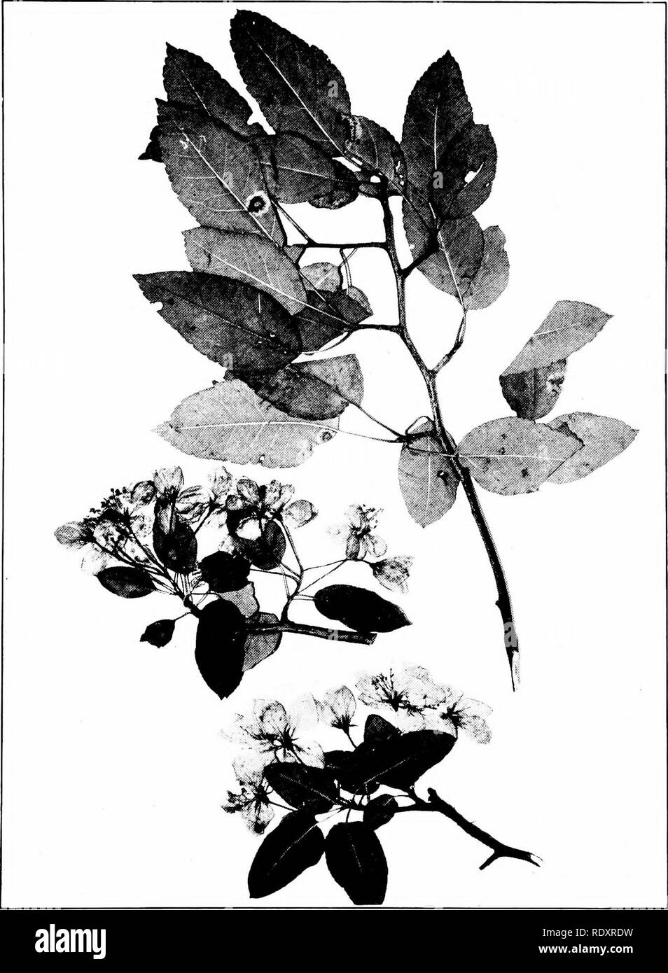 . Trees of Indiana. Trees. 175 Plate 73.. MALUS LANCIFOLIA Rehder. Nareow-leaved Crab Apple, (x }i.). Please note that these images are extracted from scanned page images that may have been digitally enhanced for readability - coloration and appearance of these illustrations may not perfectly resemble the original work.. Deam, Charles Clemon, 1865-1953. Fort Wayne, Ind. , Fort Wayne Printing Co. Stock Photo