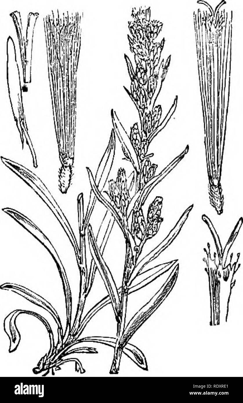 . Illustrations of the British flora: a series of wood engravings, with dissections, of British plants. Botany; Botany. 504. Pilago gallica.. 506. Gnaphalium sylvaticum.. Please note that these images are extracted from scanned page images that may have been digitally enhanced for readability - coloration and appearance of these illustrations may not perfectly resemble the original work.. Fitch, W. H. (Walter Hood), 1817-1892; Smith, Worthington George, 1835-1917; Bentham, George, 1800-1884. Handbook of the British flora. London, L. Reeve &amp; Co. Stock Photo