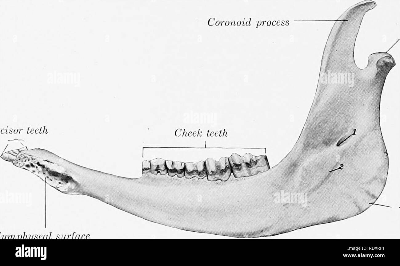 The Anatomy Of The Domestic Animals Veterinary Anatomy 140 Skeleton Of The Ox Six Alveoli For The Lower Cheek Teeth The First Is Quite Small And They Increase In Size