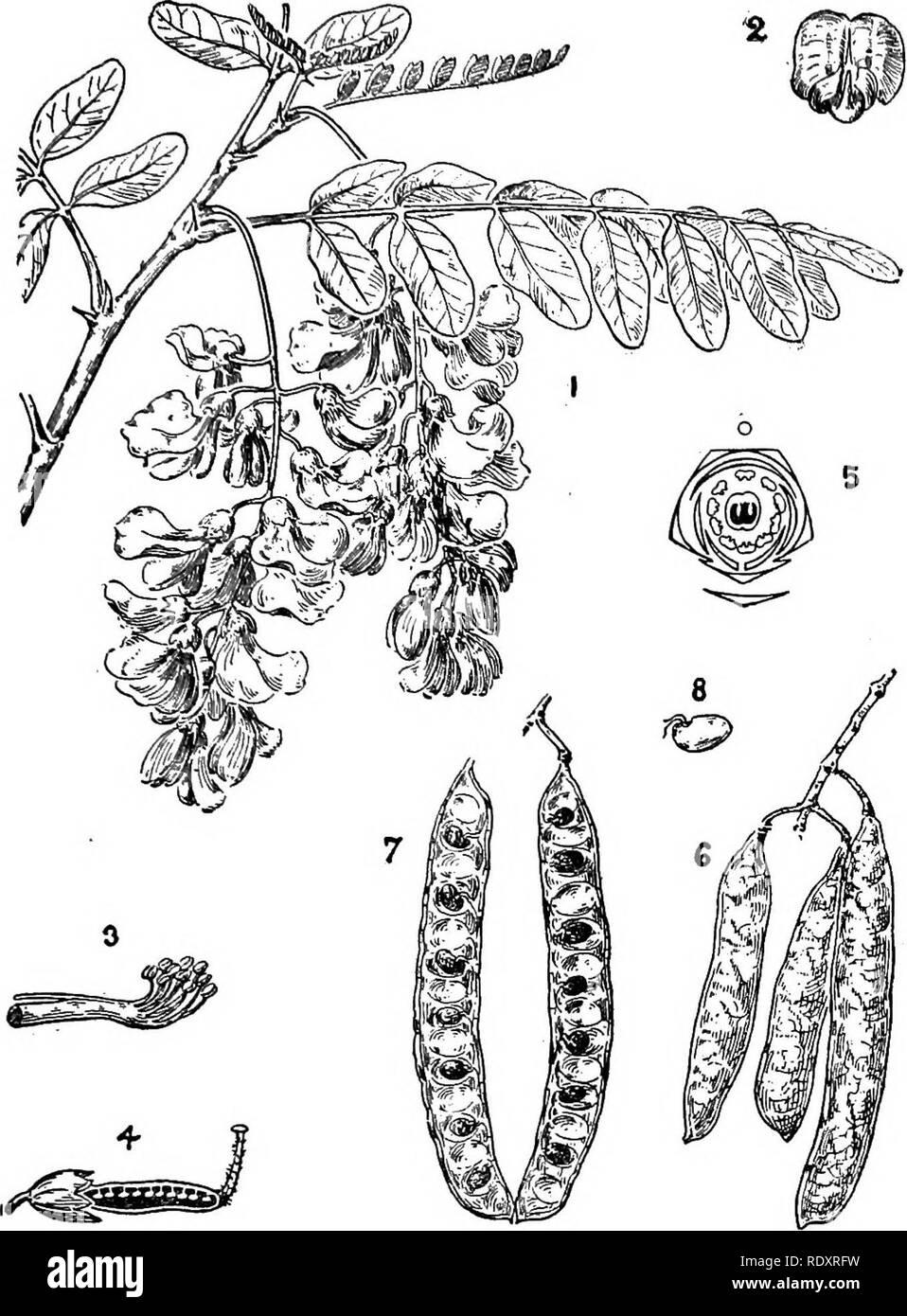 . A manual of poisonous plants, chiefly of eastern North America, with brief notes on economic and medicinal plants, and numerous illustrations. Poisonous plants. LEGUMINOSAE—ROBINIA 559. Fig. 308. Black lyocust (Robinia Pseud-acacia). 1. Flowering branch. 2. Flower. 3. Tube of stamens. 4. Longitudinal section of pistil. 5. Diagram of flower. 6. Legumes. 7. Pod open, showing seed. 8. Seed. 1, 2, 6, 7, 8, one-half natural size. (M. M. Cheney in Green's Forestry of Minnesota.) mes; calyx short, S-toothed, and slightly 2-lobed; standard large, about as long as the wings and equal; stamens diadelp Stock Photo