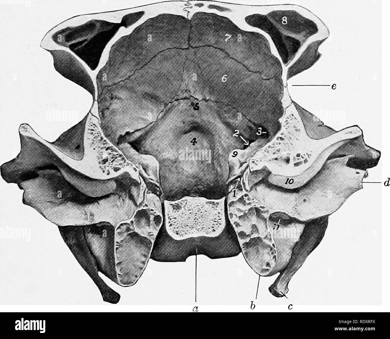 . The anatomy of the domestic animals . Veterinary anatomy. Fig. 130.—Choss-section of Cranium of Ox. The section cuts the posterior part of the temporal condyle and is viewed from behind, a, Body of sphenoid; b, bulla ossea;- c, temporal condyle; 1, dorsum sellae; 2, foramen ovale; 3, hypophyseal or pituitary fossa; 4, foramen orbito-rotundum; 5. optic foramina; 6, crista galli; 7, cribriform plate of ethmoid; 8, orbital wing of sphenoid; 9, temporal wing of sphenoid; 10, internal plate of frontal bone; 11, frontal sinus; 12, temporal process of malar bone.'. Fig. 131.—Cross-section of Craniu Stock Photo