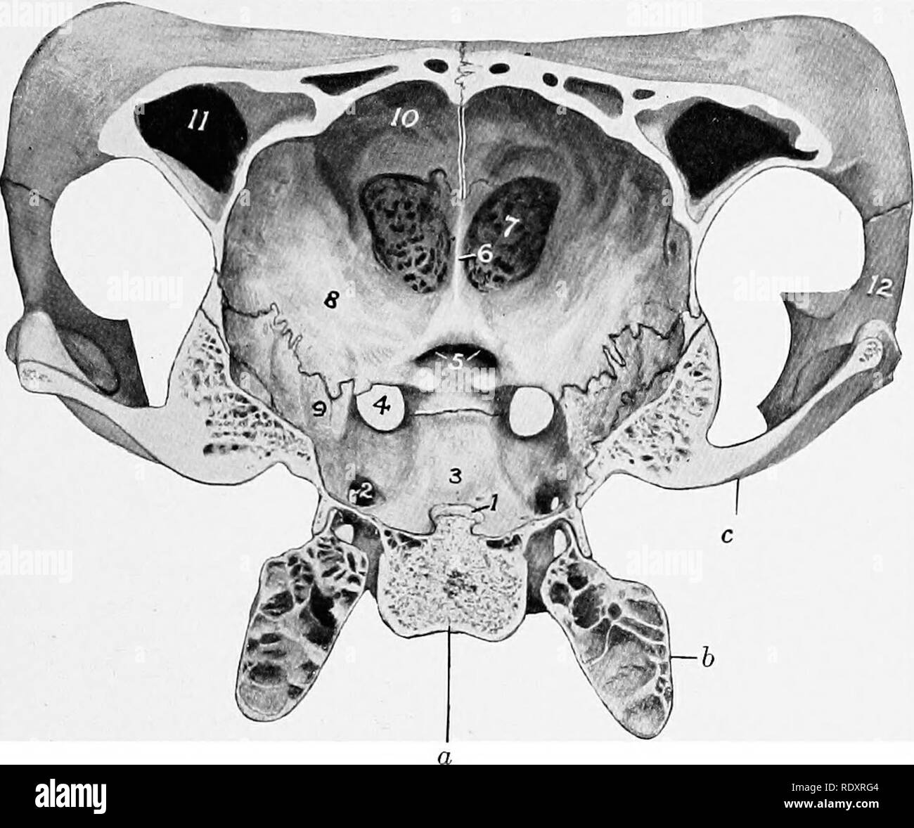 . The anatomy of the domestic animals . Veterinary anatomy. BONES OF THE CRANIUM 133. Fig. 130.—Choss-section of Cranium of Ox. The section cuts the posterior part of the temporal condyle and is viewed from behind, a, Body of sphenoid; b, bulla ossea;- c, temporal condyle; 1, dorsum sellae; 2, foramen ovale; 3, hypophyseal or pituitary fossa; 4, foramen orbito-rotundum; 5. optic foramina; 6, crista galli; 7, cribriform plate of ethmoid; 8, orbital wing of sphenoid; 9, temporal wing of sphenoid; 10, internal plate of frontal bone; 11, frontal sinus; 12, temporal process of malar bone.'. Please  Stock Photo