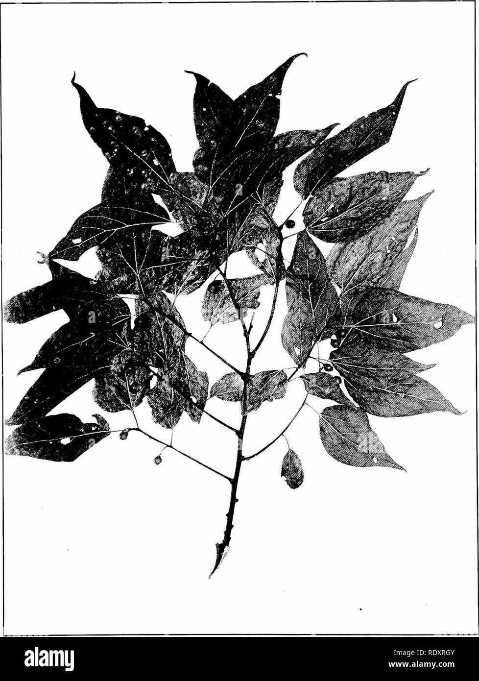 . Trees of Indiana. Trees. 152 Plate 03.. CELTIS MISSISSIPPI KXSIS Bosc. Sugakberry. (x J2-). Please note that these images are extracted from scanned page images that may have been digitally enhanced for readability - coloration and appearance of these illustrations may not perfectly resemble the original work.. Deam, Charles Clemon, 1865-1953. Fort Wayne, Ind. , Fort Wayne Printing Co. Stock Photo