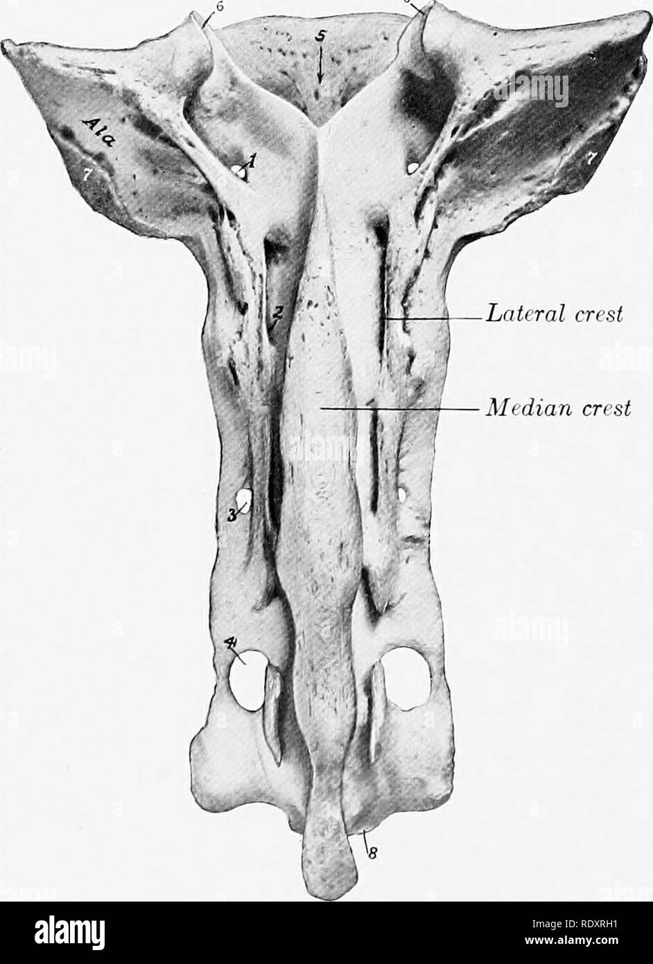 . The anatomy of the domestic animals . Veterinary anatomy. FiG. 124.—Fourth Lumbar Vertebra of Ox; Posterior View. 1, Cavity of posterior end of body; 2, notch of arcli; 3, 4, articular processes; 5, spinous process; 6, transverse process. Mtdian crest ess is thick and strong, and bears a rounded mammillary process (except at the posterior end of the series); the last two, although prominent, do not always articu- late with the ribs. The spinous process is long. The first is much higher than in the horse, the next two are usu- ally the most prominent, and be- hind this there is a very gradual Stock Photo