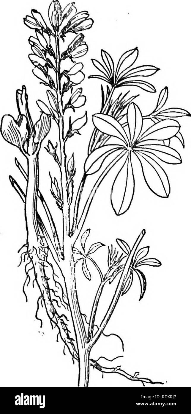 . A manual of poisonous plants, chiefly of eastern North America, with brief notes on economic and medicinal plants, and numerous illustrations. Poisonous plants. LEGUMINOSAE—CROTALARIA 545. Fig. 300a. White Lupine (.Lupinus albus). A forage plant introduced from the Mediterranean region. Seeds contain a bitter alkaloid. U. S. Dept. Agr. his appetite by a protracted fast. It is a matter of common observation that animals eat it with the greatest relish in localities where it grows. Failing to induce the animal to take the plant voluntarily I prepared a strong infusion, and by means of the stom Stock Photo