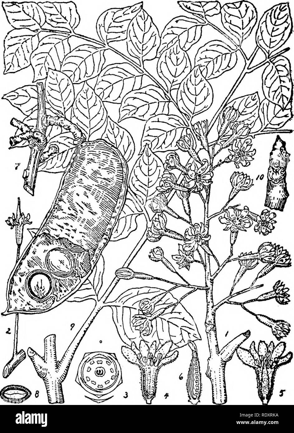 . A manual of poisonous plants, chiefly of eastern North America, with brief notes on economic and medicinal plants, and numerous illustrations. Poisonous plants. 538 MANUAL OF POISONOUS PLANTS. Fig. 295. Kentucky Coffee Tree (Gymnocladus dioica). Inflor- escence from staminate tree. 2. Pistillate flower. 3. Diagram of flower. 4. I^ongitudinal section of staminate flower. 5. Pistillate flower with a portion removed. 6. Pistil with a section of ovary removed. 7. Portion of branch bearing a single fruit, showing seed and embryo. 8. Cross section of seed. 9. Portion of leaf. 10. Portion of winter Stock Photo