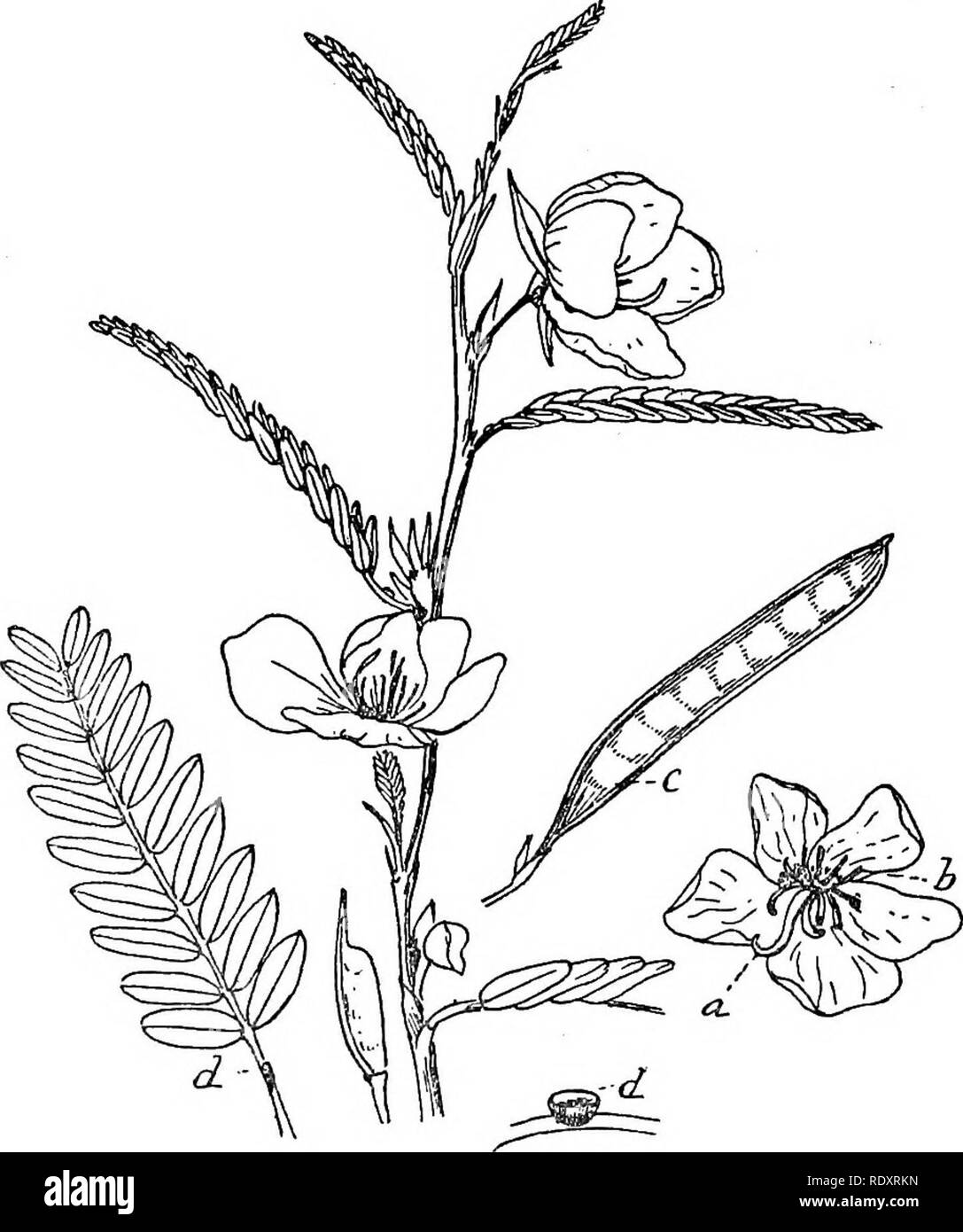 . A manual of poisonous plants, chiefly of eastern North America, with brief notes on economic and medicinal plants, and numerous illustrations. Poisonous plants. 536 MANUAL OF POISONOUS PLANTS ovules numerous. About 270 species, mostly in warm and temperate regions. A species well known in medicine is Senna (C acutifolia and C. angustifolia) with leaves which are laxative. Cassia Chamaecrista L,. Partridge Pea An annual, spreading, 1 foot long; leaves with a sessile gland on the petiole; leaflets of 10-15 pairs; flowers large, showy; petals yellow, with a purple spot at the base; anthers 10,  Stock Photo