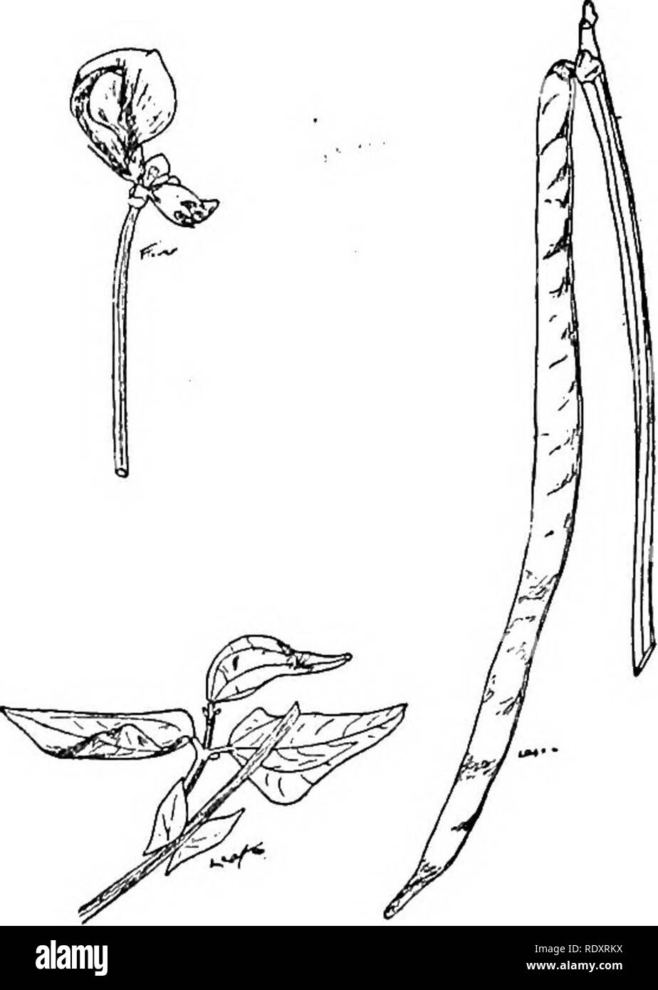 . A manual of poisonous plants, chiefly of eastern North America, with brief notes on economic and medicinal plants, and numerous illustrations. Poisonous plants. Fig. 291. Purging Cassia (Cassia Fistula). Flowering and fruiting branch. The pulp of the pod is a mild laxative. (After Faguet.). Fig. 292. Cow Pea (Vigna Catjang). A well Itnown forage plant of the South. To the right a legume; to the left a flower and a part of a branch in the lower left hand corner. (W. S. Dud- geon.). Please note that these images are extracted from scanned page images that may have been digitally enhanced for r Stock Photo