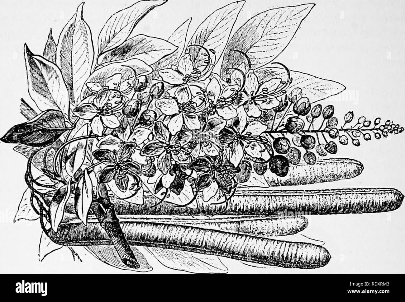 . A manual of poisonous plants, chiefly of eastern North America, with brief notes on economic and medicinal plants, and numerous illustrations. Poisonous plants. 532 MANUAL OF POISONOUS PLANTS. Fig. 291. Purging Cassia (Cassia Fistula). Flowering and fruiting branch. The pulp of the pod is a mild laxative. (After Faguet.). Please note that these images are extracted from scanned page images that may have been digitally enhanced for readability - coloration and appearance of these illustrations may not perfectly resemble the original work.. Pammel, L. H. (Louis Hermann), 1862-1931. Cedar Rapid Stock Photo