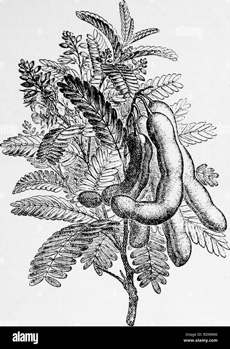 . A manual of poisonous plants, chiefly of eastern North America, with brief notes on economic and medicinal plants, and numerous illustrations. Poisonous plants. LEGUMINOSAE 531. Fig. 290. Tamarind ^Tamarindus indica). Fruit, flow- ers and leaves. Fruit used in making a refreshing drink; seeds furnish a glue. (After Faguet.) Retamin C^jH^^NOj^, is obtained from the young branches of Genista sphaerocarpa. The seed of Trigonella Poenum-Graecum contains trigonellin CjHjNOjj the same alkaloid is said to also occur in the pea, hemp and oats. Physostigmin Cj^H^jNgO^, or eserin occurs in the ripe se Stock Photo