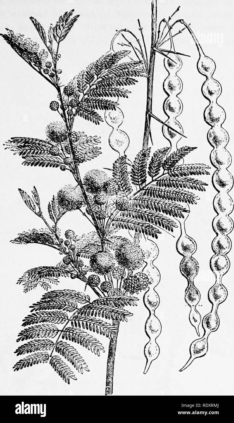 . A manual of poisonous plants, chiefly of eastern North America, with brief notes on economic and medicinal plants, and numerous illustrations. Poisonous plants. LEGUMINOSAE 529&gt;. i*'ig. 288. Acacia (Acacta arabica). Flowering and fruiting branch. The source of gum arable. (After Faguet.) sia like the partridge pea (C. Chamaecrista), produce scours in sheep because of their purgative properties. The purging cassia (C Fistula) is a tree indigenous to India. The pulp of the pod is a mild laxative. Clitoria ternalca of the Pacific Islands is a powerful cathartic. Tamarind (Tamarindus indica)  Stock Photo