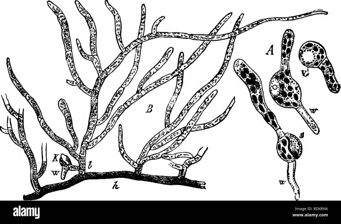The essentials of botany. Botany. 216 BOTANY. they form dense moist  cushions, often of great extent. On account of peculiarities in the  structure of their leaves they are enabled to absorb