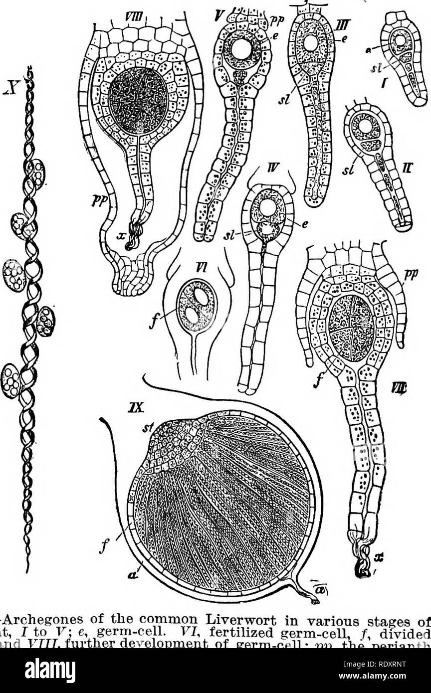 . The essentials of botany. Botany. 210 BOTANY: spiral threads of protoplasm, each provided with two cilia (Fig. 123, D). 387. The female organ of Liverworts is called an arche-. FlG.133.- development, once, yjland ' ,      „ , ^,^, ^ i.^^x.^x.«u in various stages. IX, germ-cell now developed into a spore-fruit, /, filled with spores and elaters; a, the greatly distended wall of the archegone. X, immature and mature elaters and spores. All magnified. gonium, or archegone. It bears some resemblance to the corresponding organ in the Stoneworts (p. 203), and, like it, has an internal cell (the ge Stock Photo