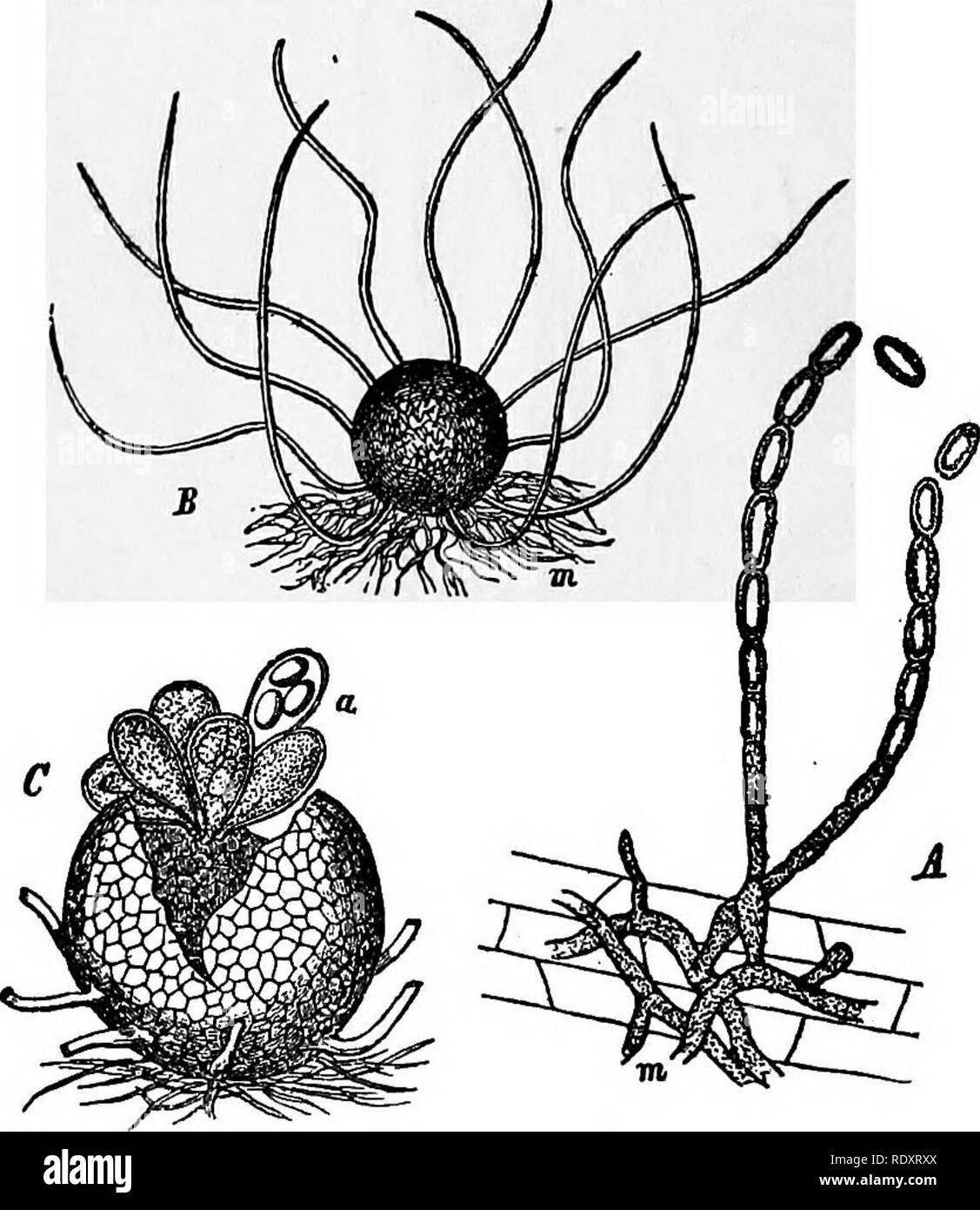 . A manual of poisonous plants, chiefly of eastern North America, with brief notes on economic and medicinal plants, and numerous illustrations. Poisonous plants. Fig. 92. Powdery Mildew. Sphaerotheca Castagnei. 1. Oogonium .(o) and anther* idium (o). 2. Separation of antheridium cell. 3. Fertilization and formation of addi- tional cells. 5-8. Further development of cells. All greatly magnified. After Harper.. Fig. 93. Powdery Mildew of Grass (.Erysiphe graminis). A. Oidium stage and mycelium m. B. Perithecium witti appendages and mycelium m. C. Perithecium with asci and ascospores. After Fran Stock Photo