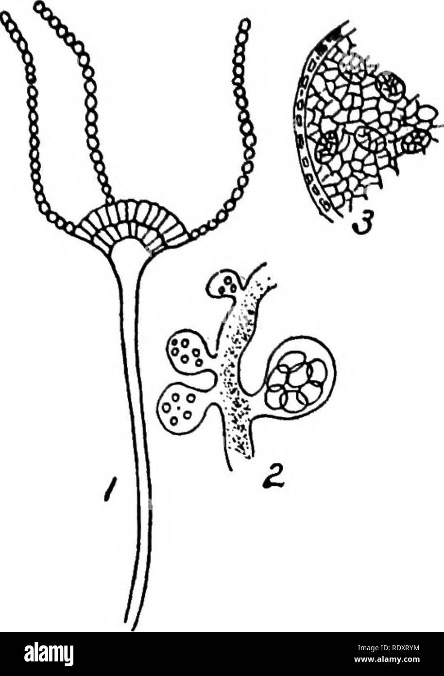 . A manual of poisonous plants, chiefly of eastern North America, with brief notes on economic and medicinal plants, and numerous illustrations. Poisonous plants. ASCOMYCETES—EUASCI—ASPERGILLUS 267. Fig. 89a. Aspergillus nidulans. 1. Conidiophore. 2. Branch of mycelium with asci and ascospores, magnified. 2. Asci. 3. Cross section. Ascus. All greatly magnified. (After Eidam.). prolonged to form a short tube or beak; numerous transparent asci arise from the base of the perithecium, these contain the ascospores; between the asci slender filiform bodies, called the paraphyses. Polymorphic fungi w Stock Photo