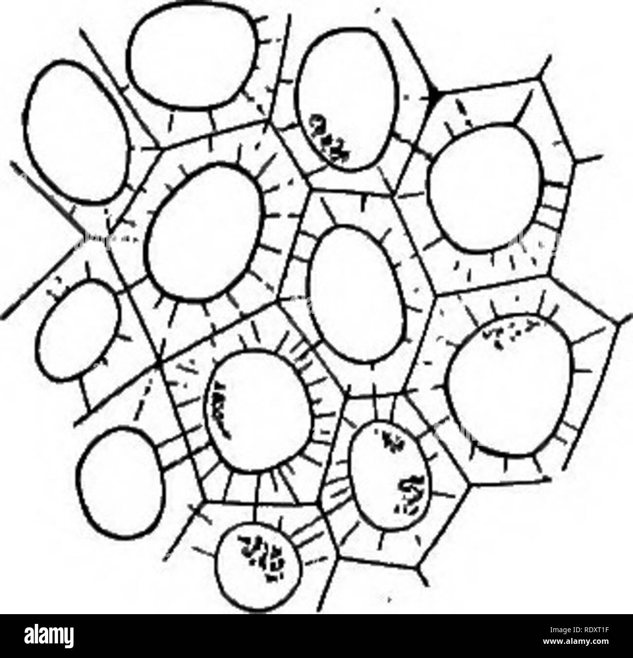 . Plant life and plant uses; an elementary textbook, a foundation for ...