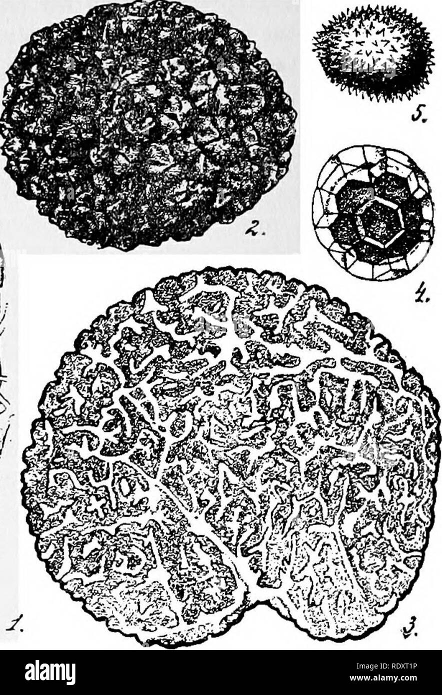 . A manual of poisonous plants, chiefly of eastern North America, with brief notes on economic and medicinal plants, and numerous illustrations. Poisonous plants. Fig. 81. Tuberaceae. Truffles. 1. Tuber ruhrum. Part of interior of a truffle, show- ing hyphae, asci, and ascospores, greatly magnified.^ 2. T. aestivum, fruiting body. 3. T. brumale, section of truffle. 4. Ascospore of T. Magnatum. 1, 3, 5, after Tulasne. 2 after Wettstein. ing to the lower surface. The spot contains a small pustule called the apothe- cium, which is cup-shaped. This cup-shaped body contains the asci (sacs) in which Stock Photo