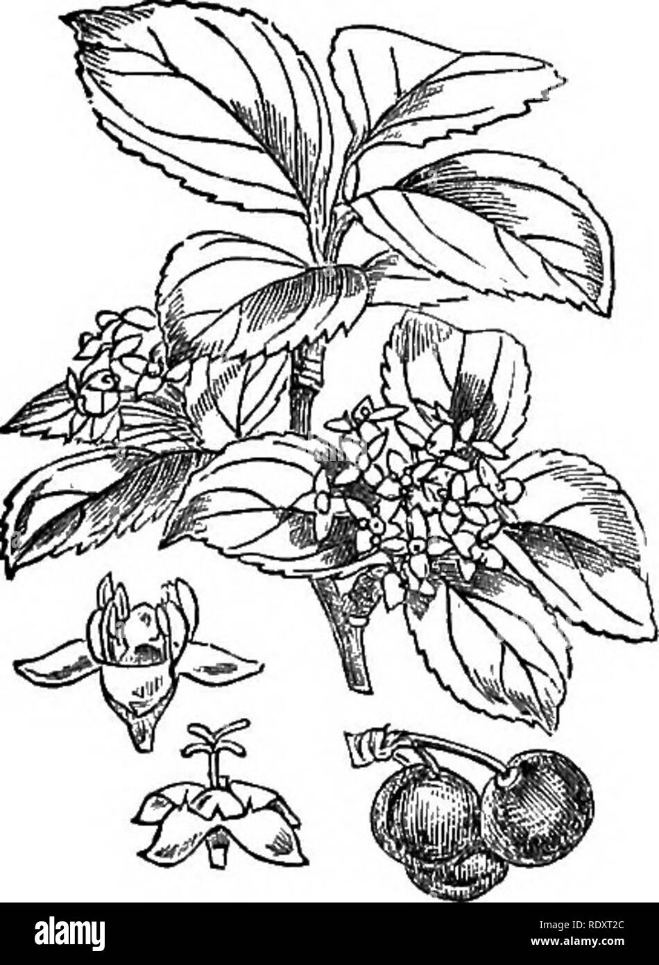 . Illustrations of the British flora: a series of wood engravings, with dissections, of British plants. Botany; Botany. 224. ^ Ehamnus frangula.. Please note that these images are extracted from scanned page images that may have been digitally enhanced for readability - coloration and appearance of these illustrations may not perfectly resemble the original work.. Fitch, W. H. (Walter Hood), 1817-1892; Smith, Worthington George, 1835-1917; Bentham, George, 1800-1884. Handbook of the British flora. London, L. Reeve &amp; Co. Stock Photo