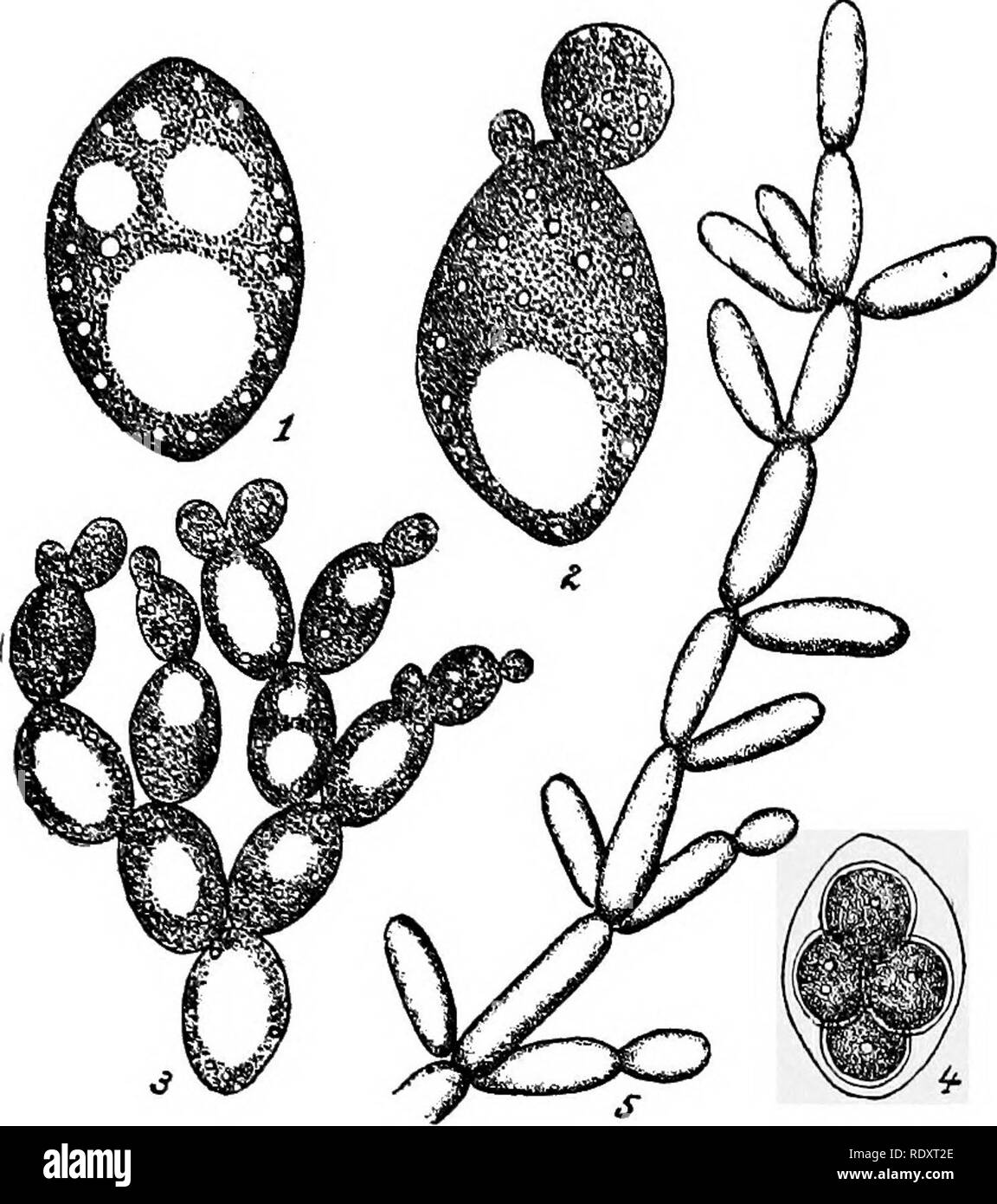 . A manual of poisonous plants, chiefly of eastern North America, with brief notes on economic and medicinal plants, and numerous illustrations. Poisonous plants. ASCOMYCETES—EUASCI—YEAST 251. , .J^S- 78. Yeast. Sacckaromyces cerevisiae. 1. Single cell with vacuoles. 2. Cells budding X 1500. 3. Numerous daughter cells x 1000. 4. Cell with ascospores x 1200. 5. S. ellipsoideus. 1-4 Modified from I^uerssen and Rees; 5 after Hansen. Alcohol in its action is a germicide and when applied to the raw surface or wounds it is a stimulant and local anaesthetic, while in concentrated form it is an irrita Stock Photo