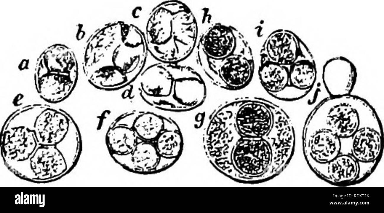 . A manual of poisonous plants, chiefly of eastern North America, with brief notes on economic and medicinal plants, and numerous illustrations. Poisonous plants. 250 MANUAL OF POISONOUS PLANTS Saccharomyces. Meyen. Yeast Vegetative cells spherical, ellipsoidal, oval or pear-shaped, occasionally elongated mycelial like; asci spherical; ellipsoidal or cylindrical with 1-8 asco- spores 1-celled spherical or ellipsoidal. About 40 species. The S. apiculatus, Rees, is important in the fermentation of fruit. The S. elUpsoideus causes the fermentation of wine. The S. mycoderna, Rees, forms a white ma Stock Photo