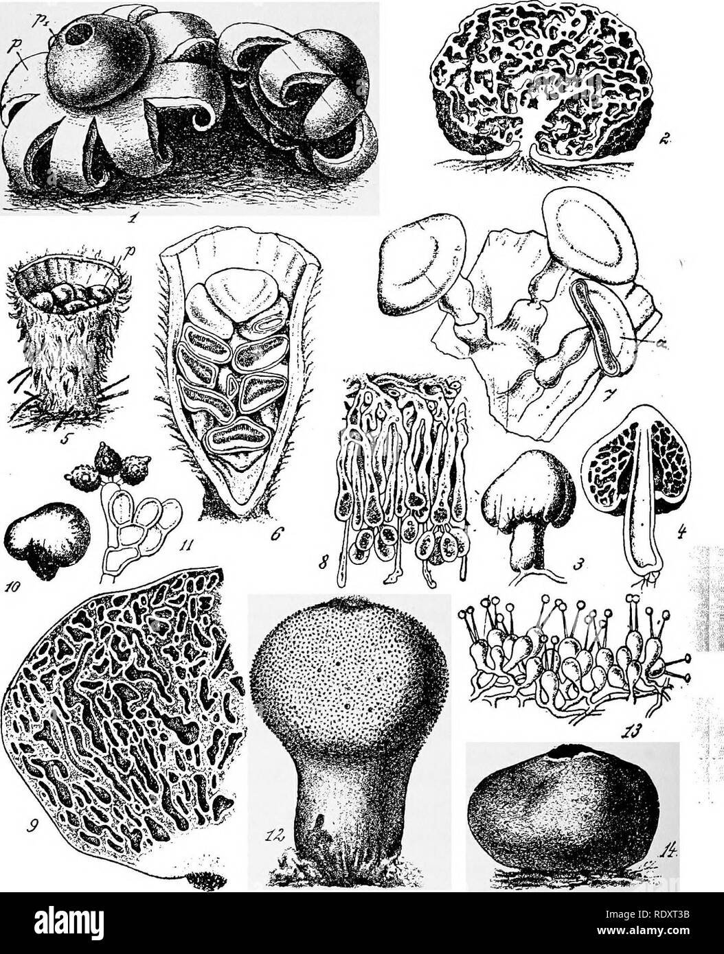 . A manual of poisonous plants, chiefly of eastern North America, with brief notes on economic and medicinal plants, and numerous illustrations. Poisonous plants. 246 MANUAL OF POISONOUS PLANTS. Fig. 74. Puff balls and their Allies. Gasteromycetes. 1. Geaster fimbriatus,p Outer peridium, pi Inner peridium. 2. Gautiera morchallaeformis, sectional view of fruiting body. 3. Secotium erythrocephalum. 4. Sectional view of the No. 3. 5. Bird's Nest Fungus iCyathus striatus), p Peridia of spore bearing body, the outer peridium open on top showing attachment of fruiting bodies. 7. The same showing thr Stock Photo