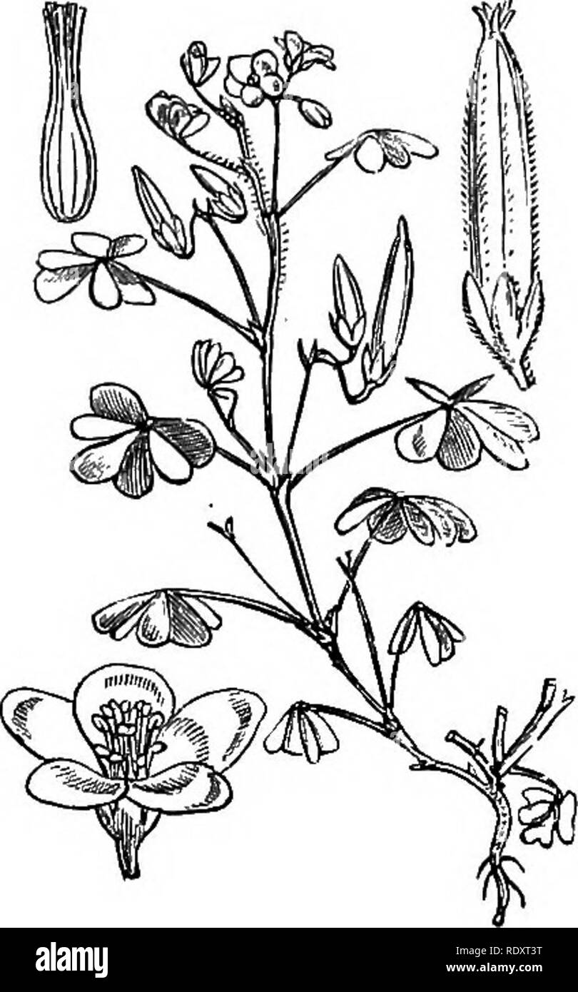 . Illustrations of the British flora: a series of wood engravings, with dissections, of British plants. Botany; Botany. 215. Oxalis acetosella. 214. Erodium maritimum.. Please note that these images are extracted from scanned page images that may have been digitally enhanced for readability - coloration and appearance of these illustrations may not perfectly resemble the original work.. Fitch, W. H. (Walter Hood), 1817-1892; Smith, Worthington George, 1835-1917; Bentham, George, 1800-1884. Handbook of the British flora. London, L. Reeve &amp; Co. Stock Photo