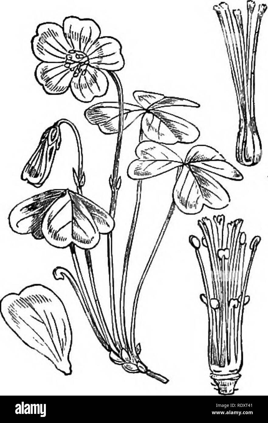 . Illustrations of the British flora: a series of wood engravings, with dissections, of British plants. Botany; Botany. 215. Oxalis acetosella. 214. Erodium maritimum.. Please note that these images are extracted from scanned page images that may have been digitally enhanced for readability - coloration and appearance of these illustrations may not perfectly resemble the original work.. Fitch, W. H. (Walter Hood), 1817-1892; Smith, Worthington George, 1835-1917; Bentham, George, 1800-1884. Handbook of the British flora. London, L. Reeve &amp; Co. Stock Photo