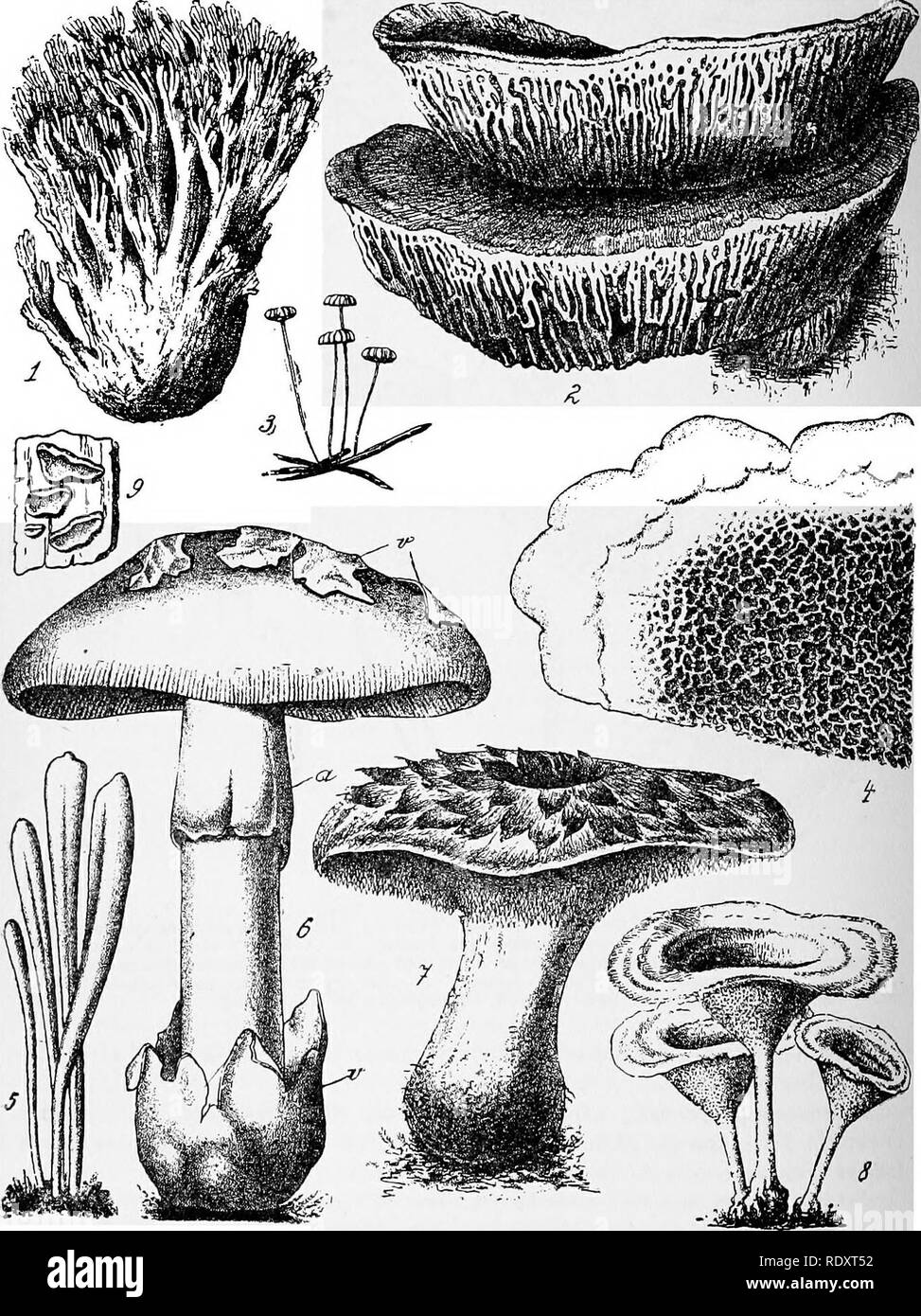 . A manual of poisonous plants, chiefly of eastern North America, with brief notes on economic and medicinal plants, and numerous illustrations. Poisonous plants. 232 MANUAL OF POISONOUS PLANTS. Fig. 68. Toadstools, Coral Fungi, &amp;c. Hymenomycetes. 1, Clavaria aurea. 2. Daedalea quercina. 3. Marasmius tenerrimus. 4. Dry-rot Fungus ( Merul-ms lacrimans). 5. ClavoYW argillacea. 6. Poisonous Toadstool (.Agaricus caesareus) a Ring; v Vellum. 7. Prickle Fungus (Hydnum imbricatum). 8, Polyporus perennis. 8. Corticium amorphum on wood. 1-4, 6-9 after Wettstein. 5 after Harper.. Please note that th Stock Photo