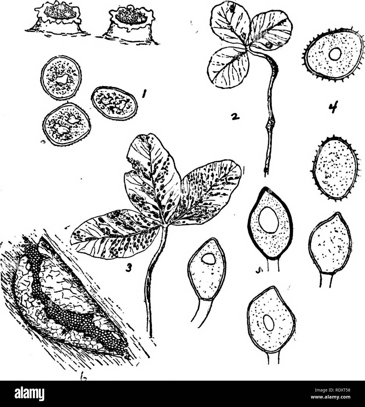 . A manual of poisonous plants, chiefly of eastern North America, with brief notes on economic and medicinal plants, and numerous illustrations. Poisonous plants. EUTHAI.LEPHYTA—EUMYCETES—RUSTS 231. Fig. 67. Qover Sust. Uromyces Trifolii. (Hedw.) I,ev. 1. Aecidium spores; above,, two cluster cups in which the aecidiospores are found. 2. White clover leaf showing the distortions produced by the aecidium stage. 3. Red clover leaf showing clusters of uredo spores. 4. Uredo spores. 5. Teleuto spores. 6. An uredo cluster more magnified than in 3. Figs. 1, 2, and 3 after Miss Howell. Remainder by Mi Stock Photo