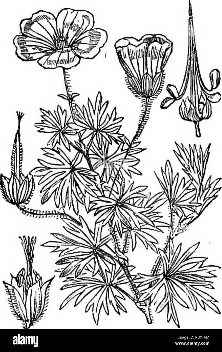 . Illustrations of the British flora: a series of wood engravings, with dissections, of British plants. Botany; Botany. 199. Tilia europaea. 198. Althaea hirsuta.. Please note that these images are extracted from scanned page images that may have been digitally enhanced for readability - coloration and appearance of these illustrations may not perfectly resemble the original work.. Fitch, W. H. (Walter Hood), 1817-1892; Smith, Worthington George, 1835-1917; Bentham, George, 1800-1884. Handbook of the British flora. London, L. Reeve &amp; Co. Stock Photo