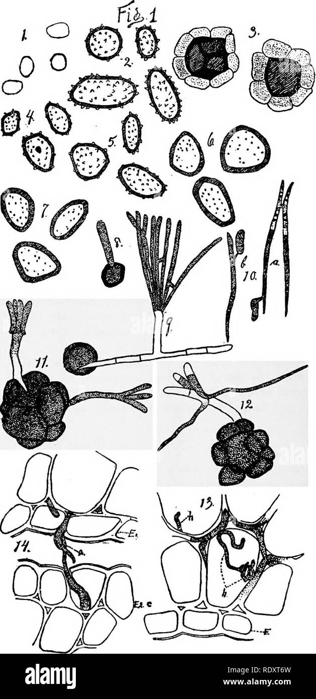 . A manual of poisonous plants, chiefly of eastern North America, with brief notes on economic and medicinal plants, and numerous illustrations. Poisonous plants. 218 ^lANUAL OF POISONOUS PLANTS. Fig. 57, Smut spores of various kinds. 1. Tall meadow oat smut (UsHlago perennans). 2. Timothy smut (U. striae- formis). 3. Rye smut (Urocystis occulta). 4. Cheat smut {Ustilago bromivora). 5. Foxtail smut (U, neglecta). 6. Mil- Jet smut (U. panici miliacei). 7. Sandbur smut (U. Cesatii). 8, 9- Tilletia germinating, 10. Secondary spores from conid- ia. 11, 12. Urocystis spores germinating. 13, 14. Myc Stock Photo